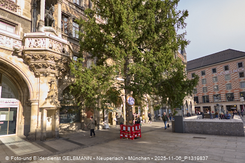 06.11.2025 - Weihnachstbaum auf dem Marienplatz